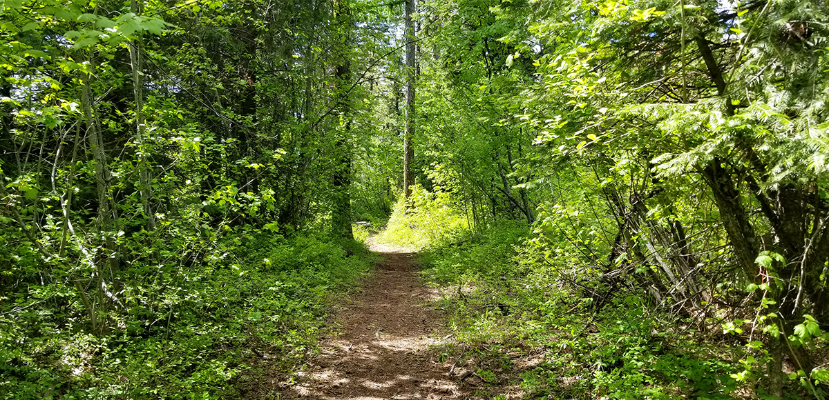 The Grouse Mountain Trail is a show stopper. This family friendly trail is a staple outdoor activity in the Blue Mountains.