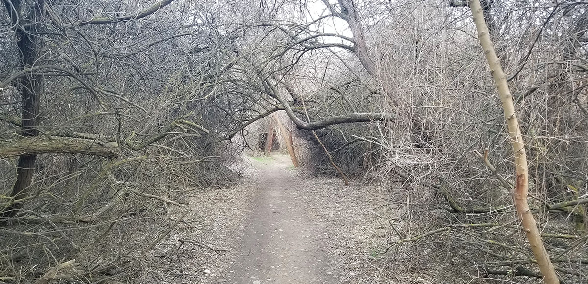 Secret garden like canopy at the Chamna Natural Preserve